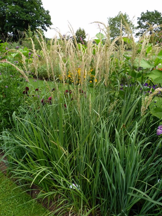 Andropogon gerardiana (2)